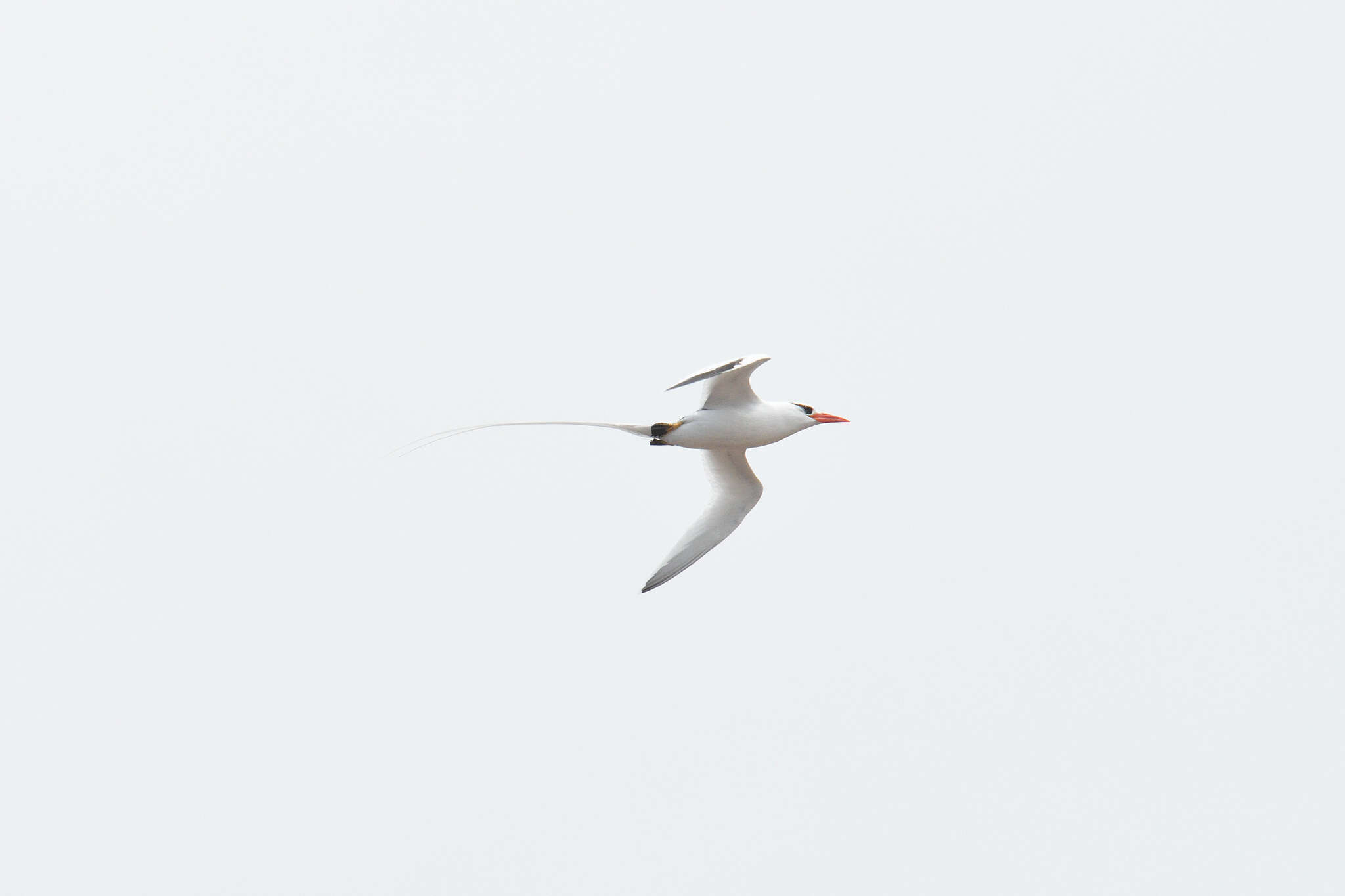 Image of Red-billed Tropicbird