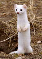 Image of Long-tailed Weasel