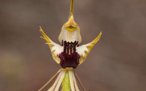 Image of Upright spider orchid