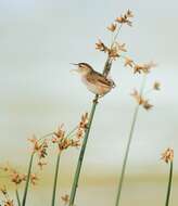 Image of Marsh Wren