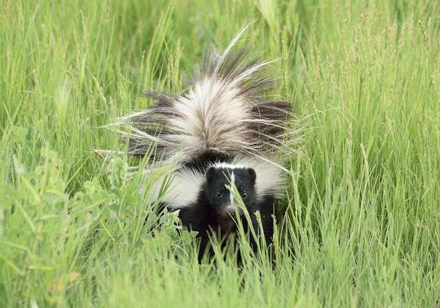 Image of Hooded and Striped Skunks