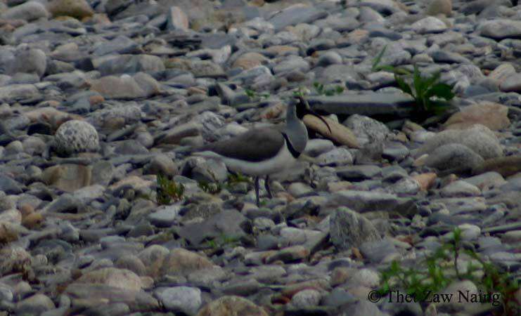 Image of ibisbills