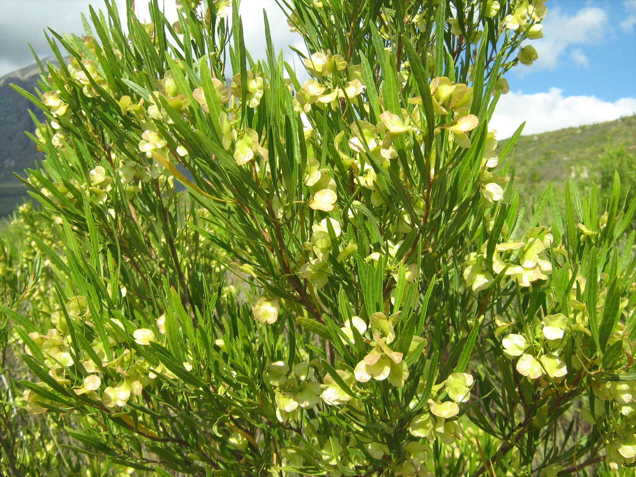 Image de Dodonaea viscosa subsp. angustifolia (L. fil.) J. G. West