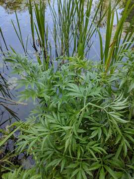 Image of European Waterhemlock