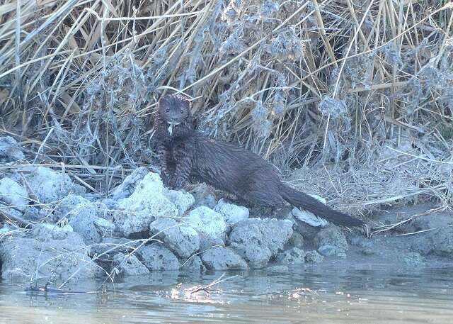 Image of American Mink