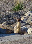 Image of Long-tailed Weasel