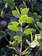 Слика од <i>Arctostaphylos montana</i> subsp. <i>ravenii</i>