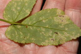 Image of Septoria aegopodii Desm.