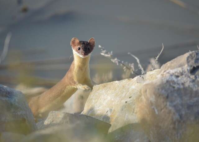 Image of Long-tailed Weasel