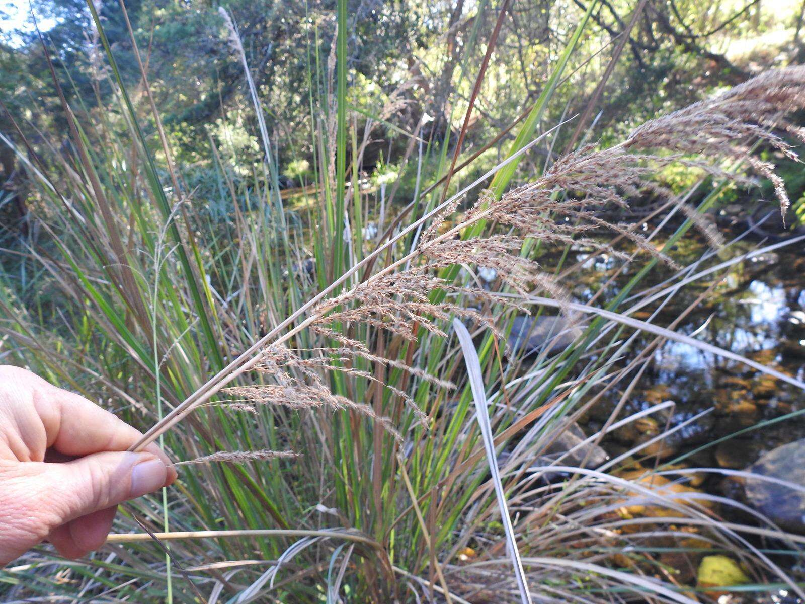 Слика од Miscanthus ecklonii (Nees) Mabb.