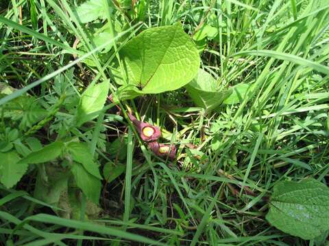 Image of Aristolochia foetida Kunth