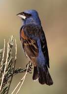 Image of Blue Grosbeak