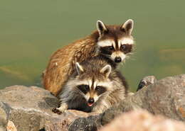 Image of raccoons