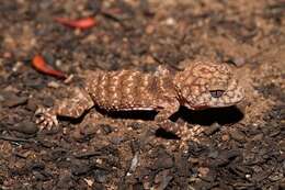 Image of Kimberley Rough Knob-tail