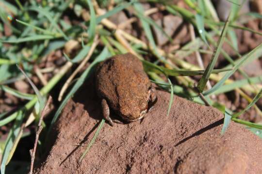 Image of Mozambique Rain Frog