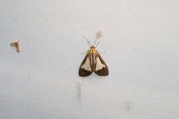 Asota albiformis Swinhoe 1892 resmi