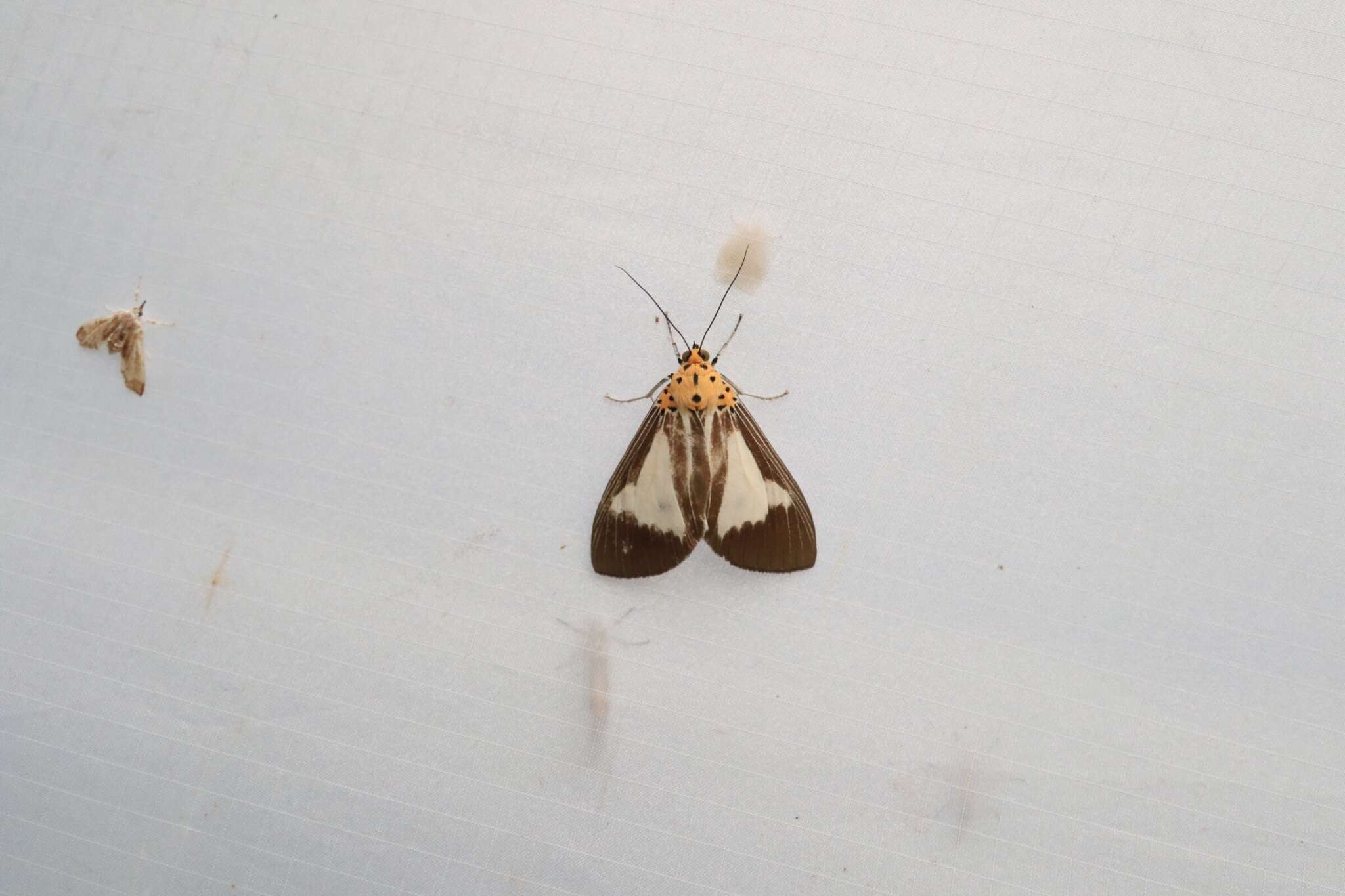 Asota albiformis Swinhoe 1892 resmi