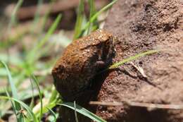 Image of Mozambique Rain Frog
