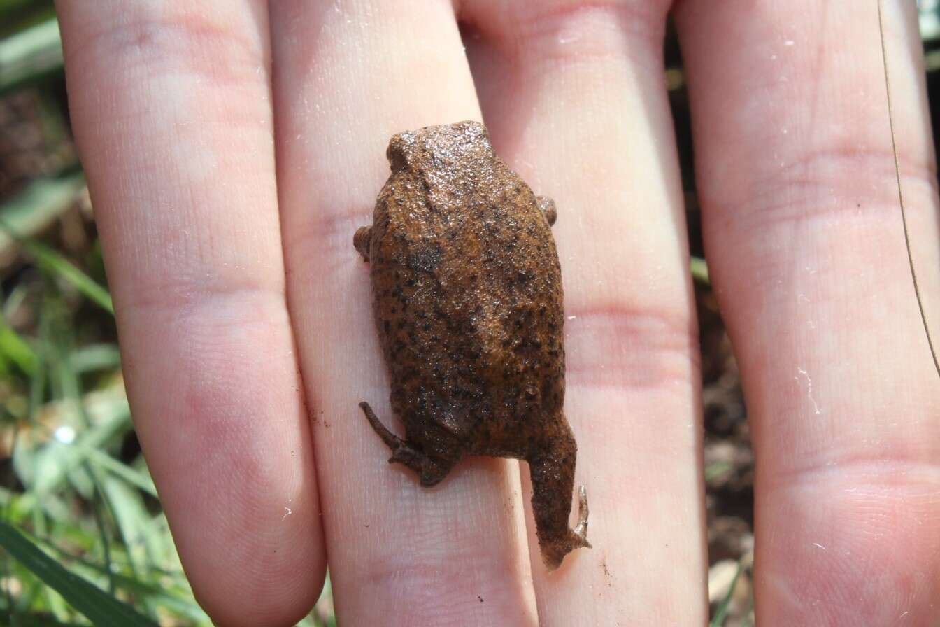 Image of Mozambique Rain Frog