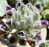 Image of beaver Indian breadroot