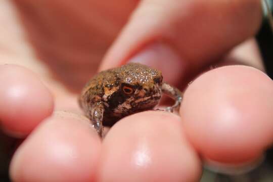 Image of Mozambique Rain Frog