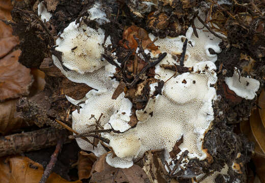 Image of Heterobasidion parviporum Niemelä & Korhonen 1998