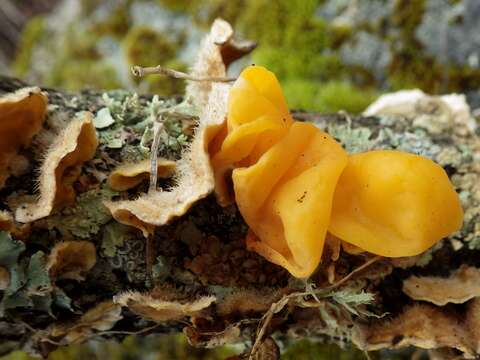 Image of Tremella aurantia Schwein. 1822