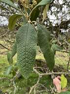 Image of Buddleja bullata Kunth