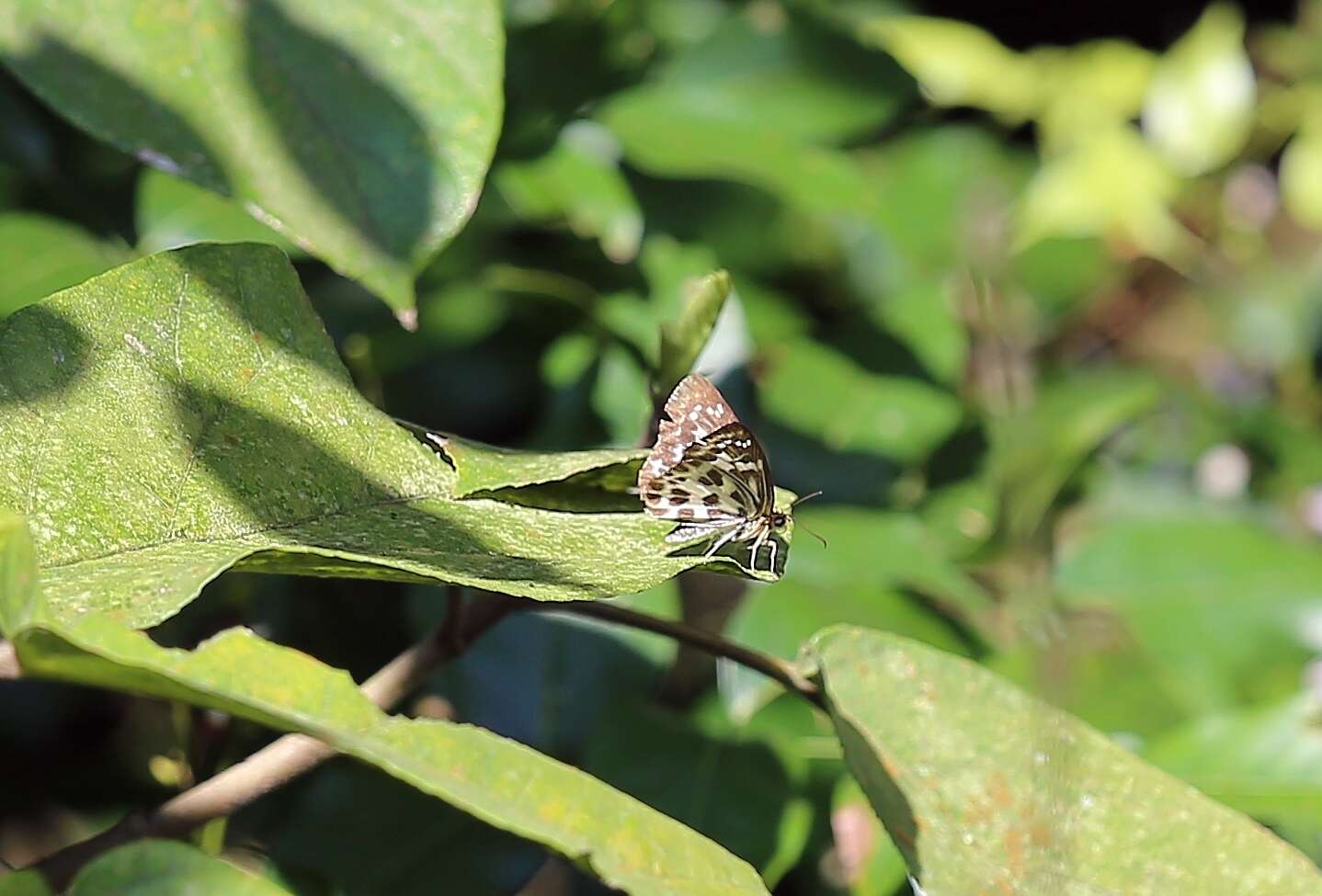 Image of Abraximorpha davidii Mabille 1876