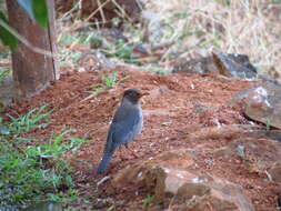 Image of Indian Blackbird