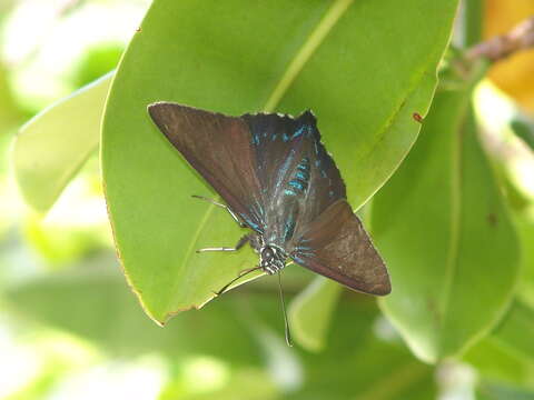 Plancia ëd <i>Phocides pigmalion okeechobee</i>