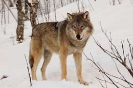 Image of gray wolf