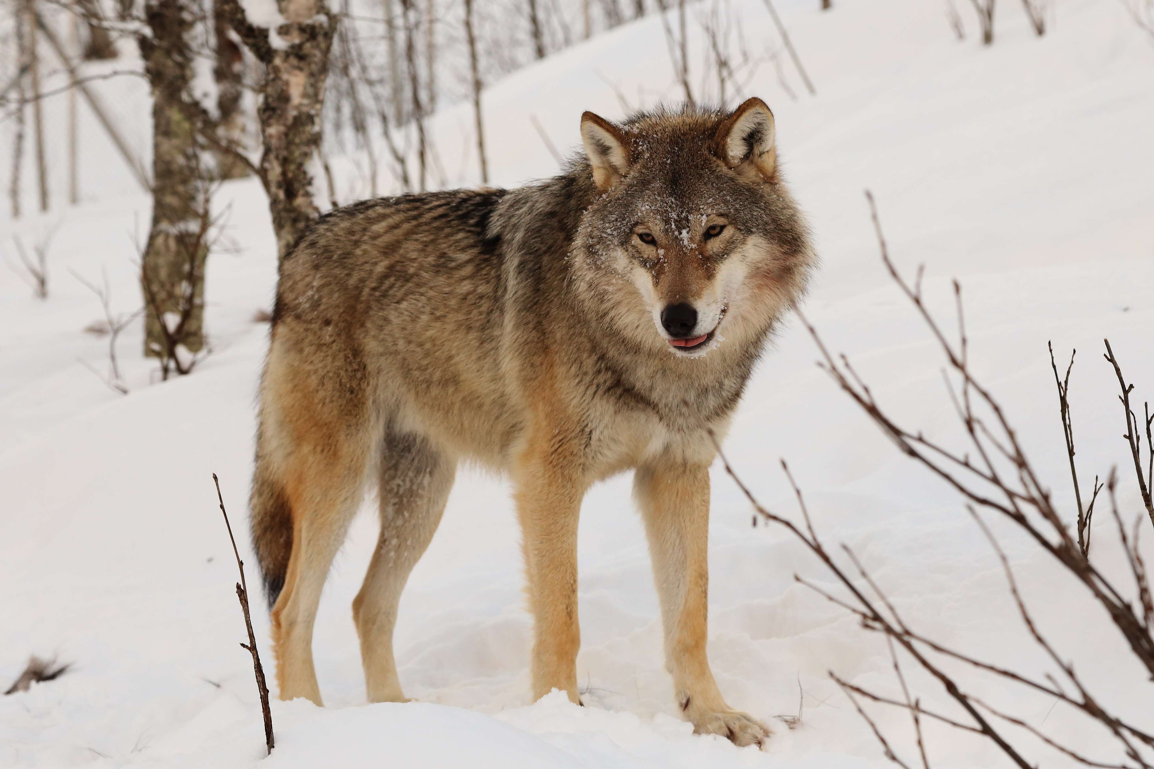 Image of gray wolf