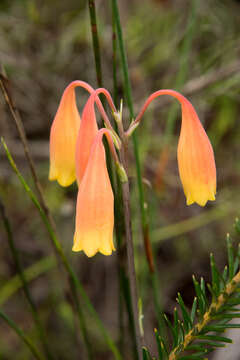 Слика од Blandfordia nobilis Sm.