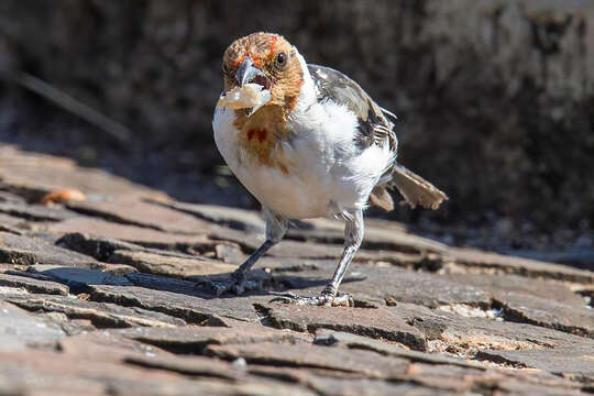 Image of Red-cowled Cardinal