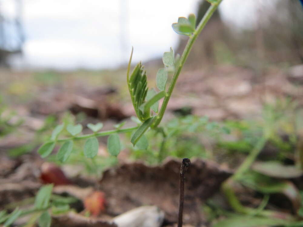 Image of Hairy Tare