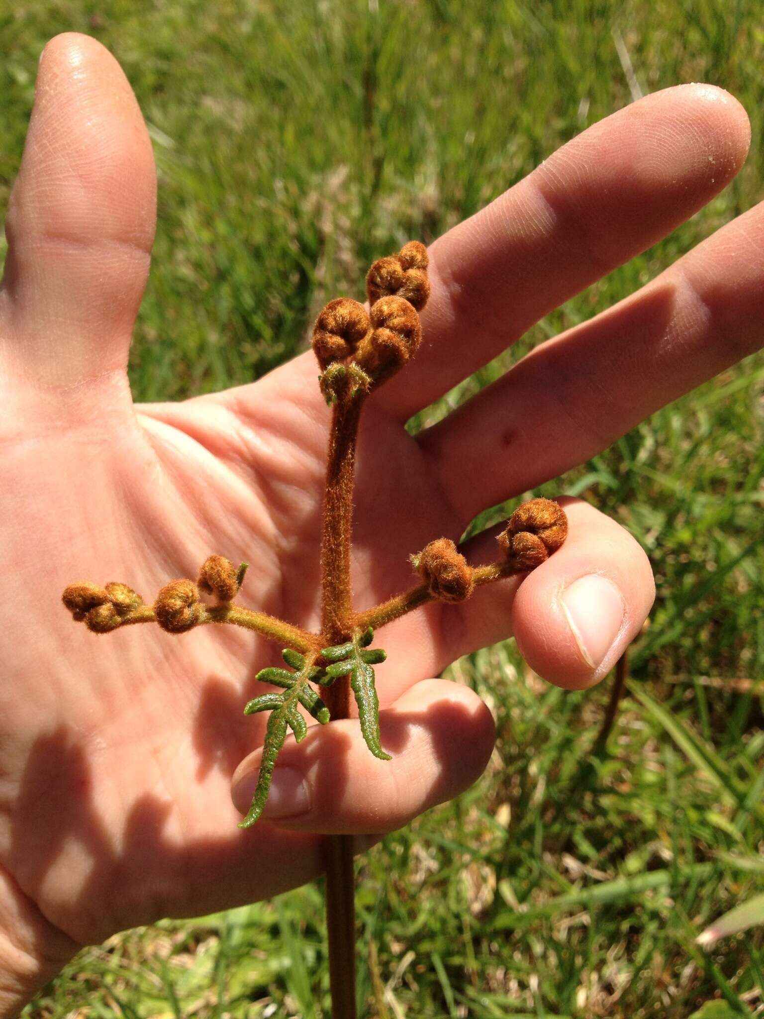 Image of Pteridium esculentum (G. Forst.) Nakai