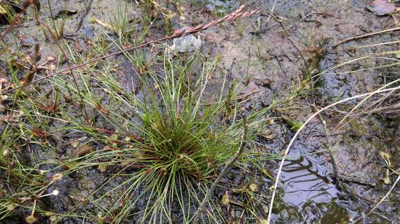 Juncus bulbosus L. resmi