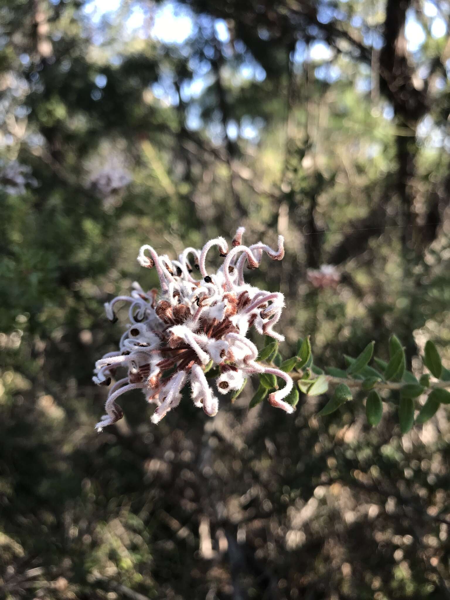 Image of Grevillea buxifolia (Sm.) R. Br.