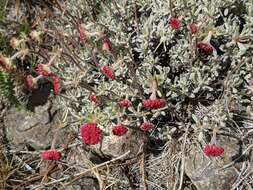 Image of thymeleaf buckwheat