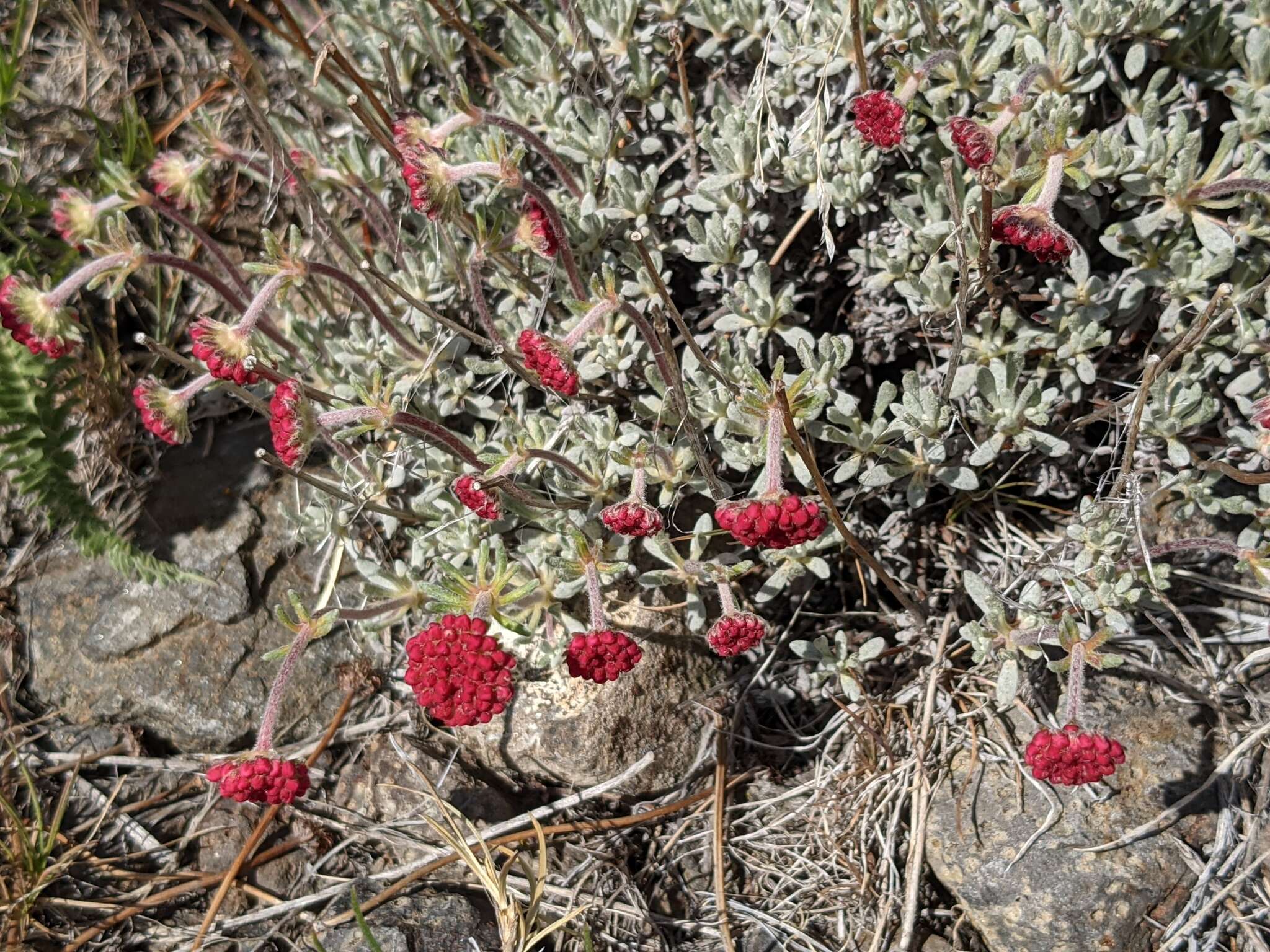 Eriogonum thymoides Benth. resmi