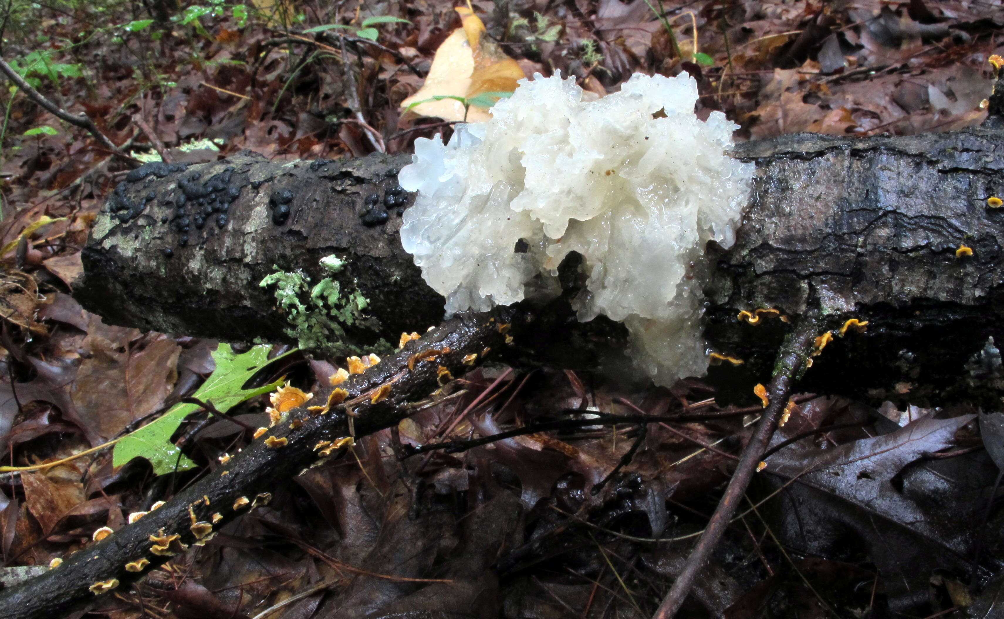 Image of snow fungus