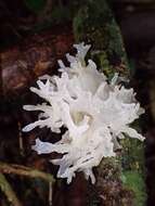 Image of snow fungus