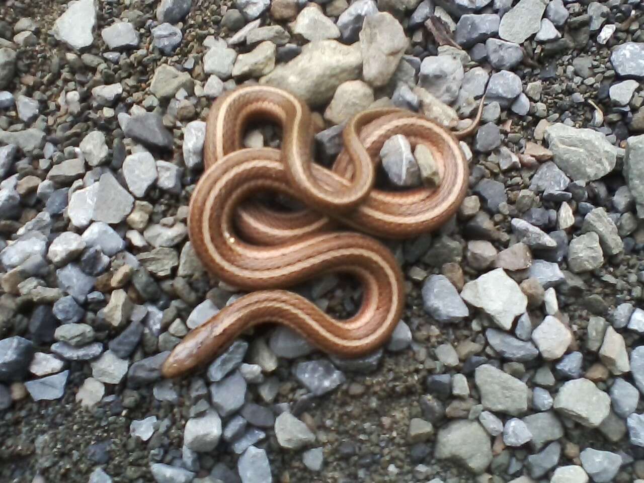 Image of Shorthead Garter Snake