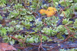 Image of Kariba-Weed