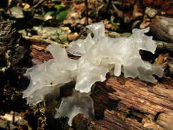 Image of snow fungus