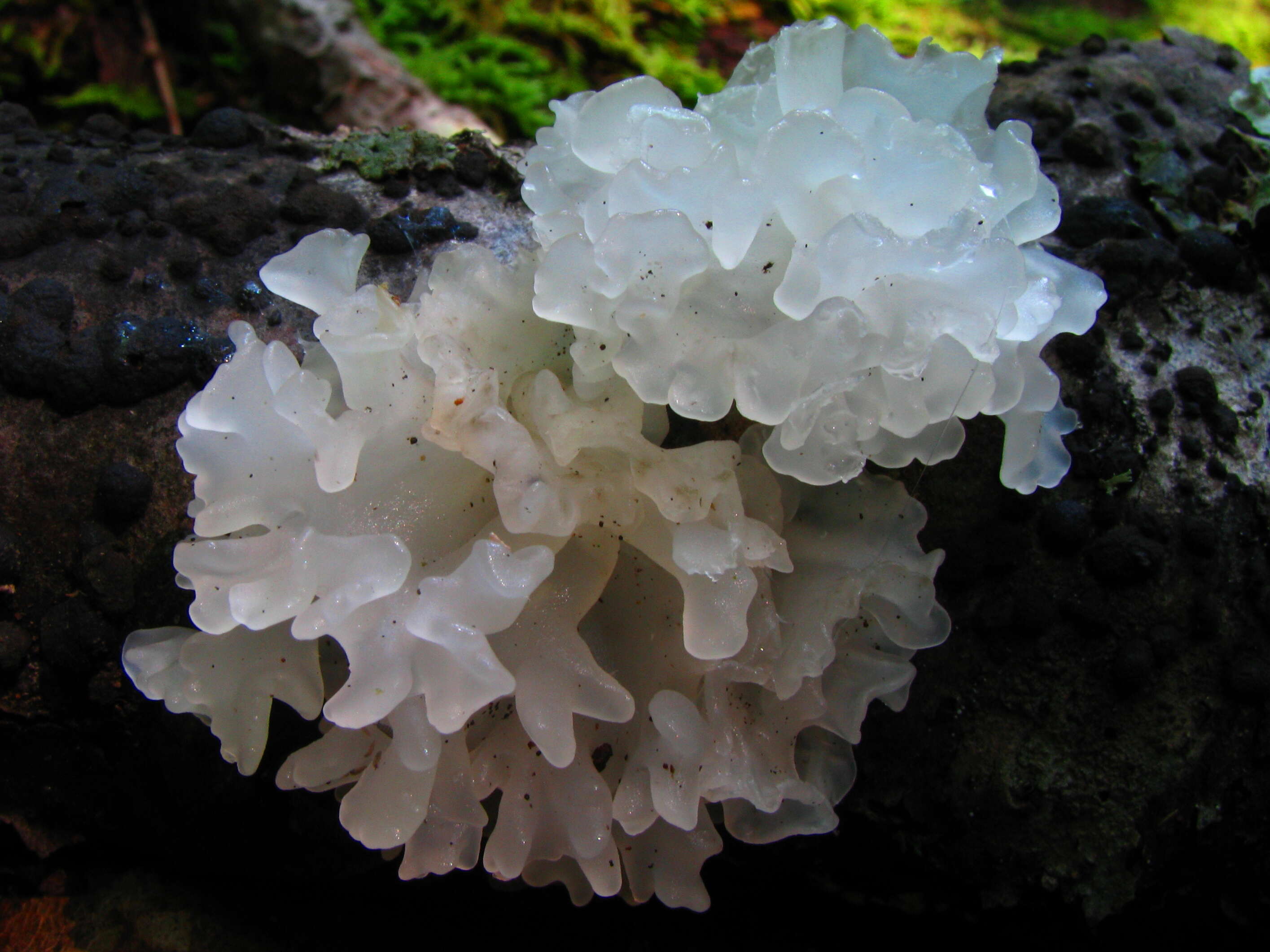 Image of snow fungus