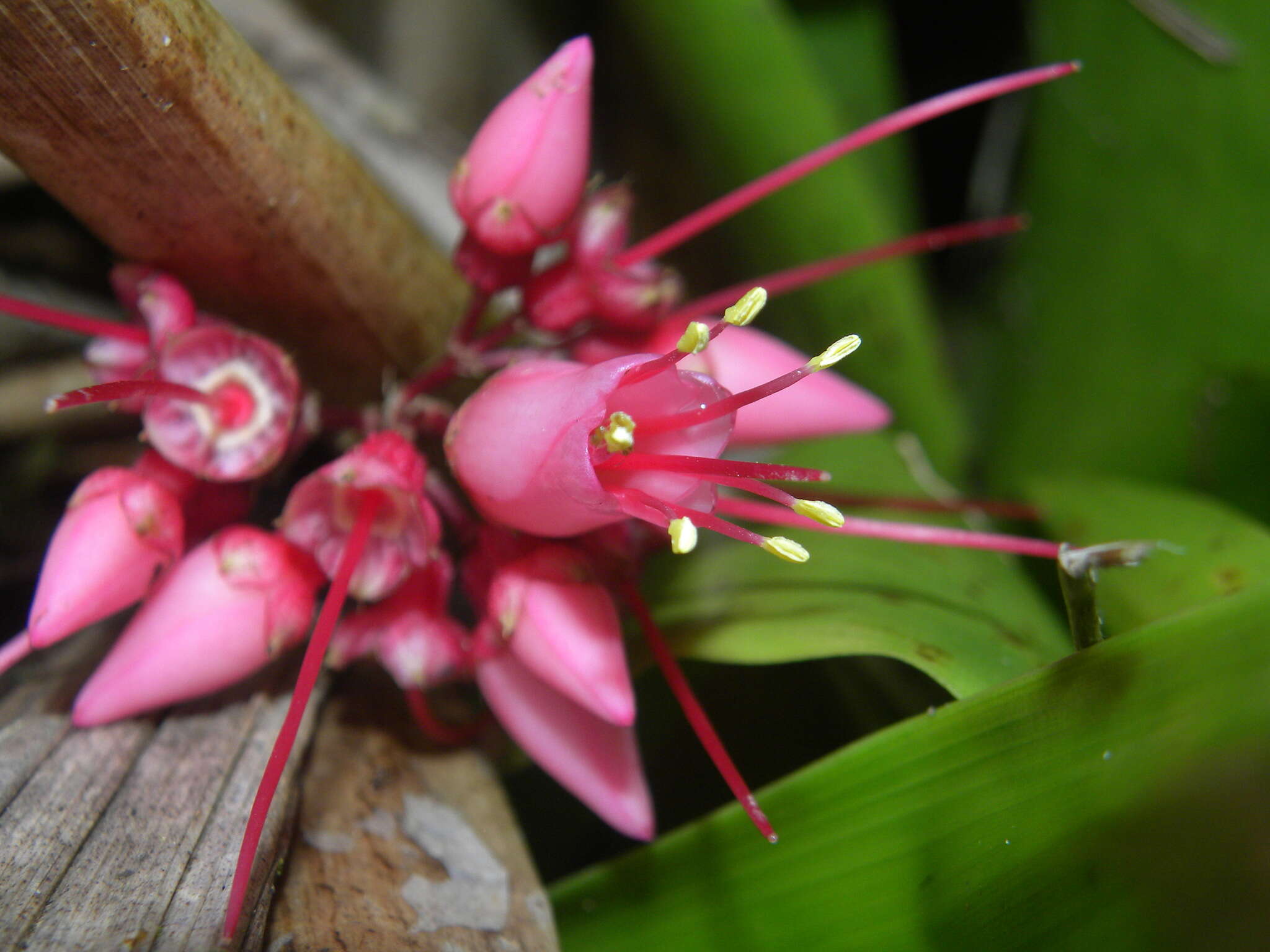 Charianthus nodosus (Desr.) Triana的圖片