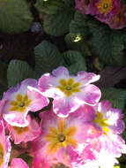 Image of Primrose