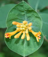 Image of Orange Honeysuckle